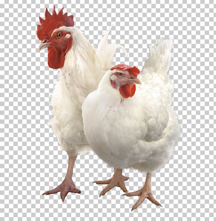 Rooster Chicken Broiler Премикс PNG, Clipart, Allbiz, Animals, Beak, Bird, Broiler Free PNG Download