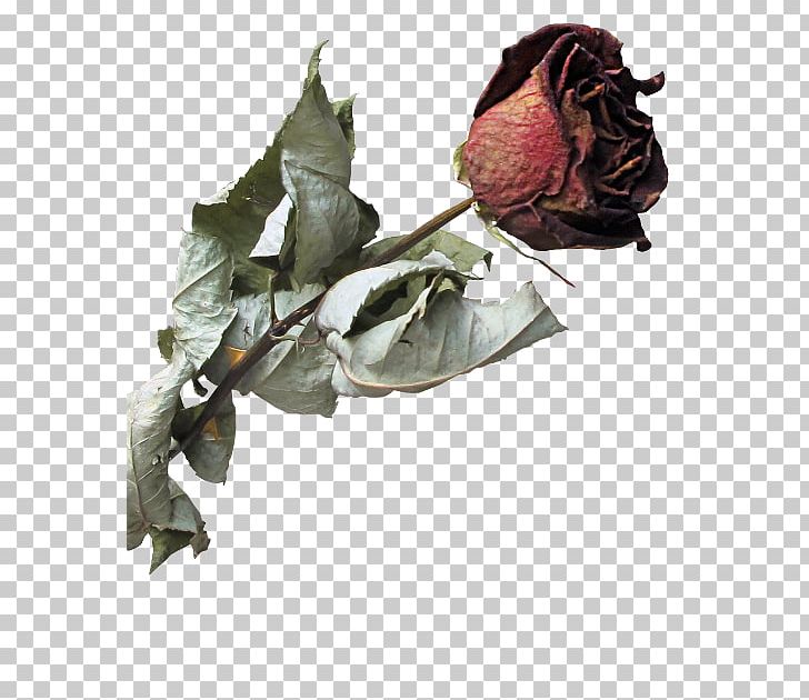 Garden Roses Beach Rose Flower Petal PNG, Clipart, Beach Rose, Download, Element, Encapsulated Postscript, Flower Free PNG Download