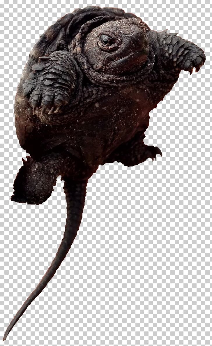 Common Snapping Turtle Terrestrial Animal Toad Snout PNG, Clipart, Alligator Snapping Turtle, Animal, Animals, Chelydridae, Common Snapping Turtle Free PNG Download