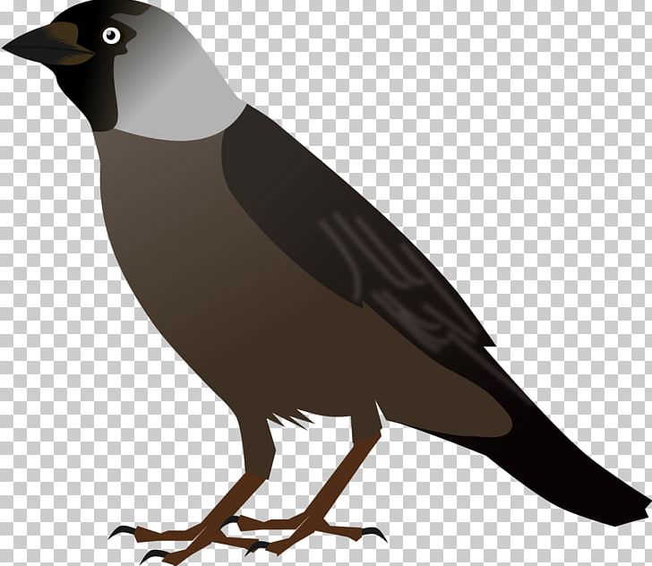 Crows Bird Drawing PNG, Clipart, Animals, Beak, Bird, Bird Clipart, Crow Free PNG Download