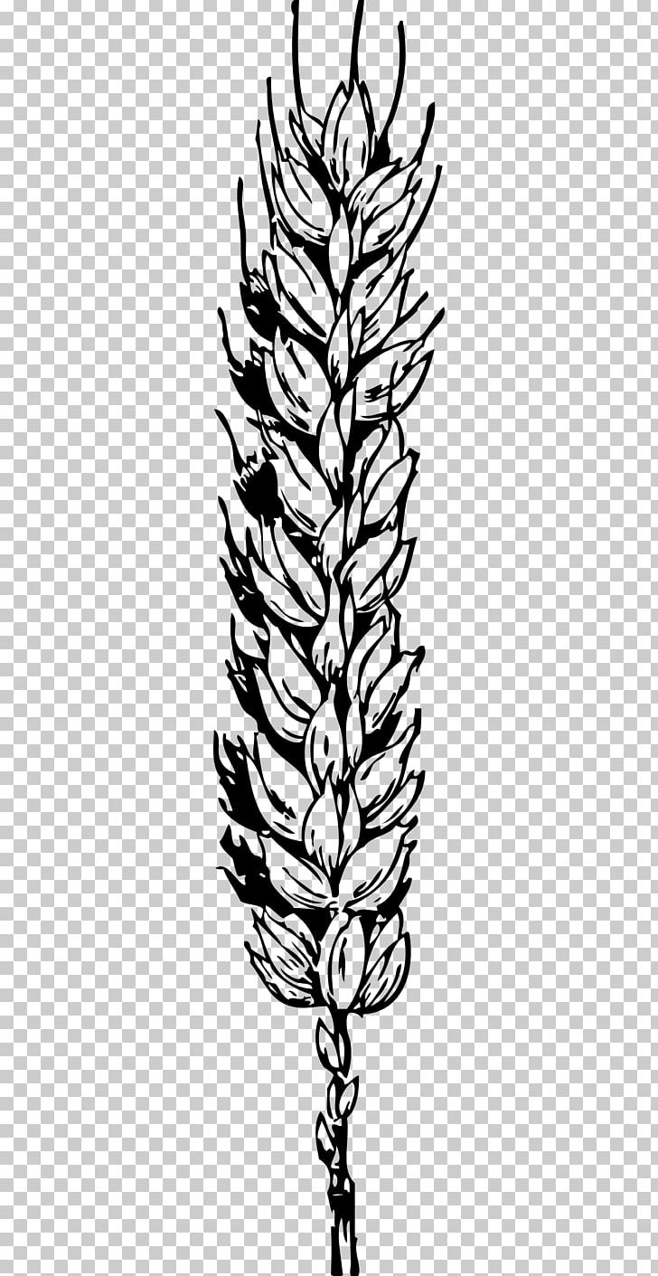 Grain Wheat PNG, Clipart, Artwork, Black And White, Branch, Cereal, Clip Free PNG Download