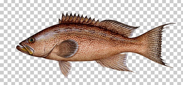 Northern Red Snapper Fishing Vermilion Snapper Red Drum PNG, Clipart, Animal Source Foods, Barramundi, Blackfin Snapper, Fauna, Fish Free PNG Download