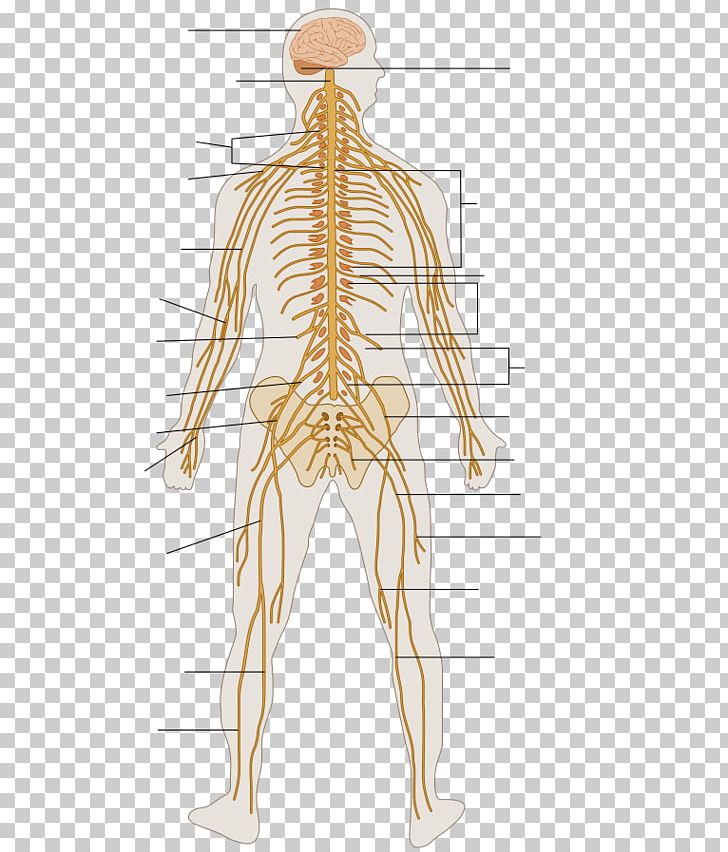 Peripheral Nervous System Human Body Organ System Outline Of The Human Nervous System PNG, Clipart, Abdomen, Arm, Back, Bone, Brain Free PNG Download