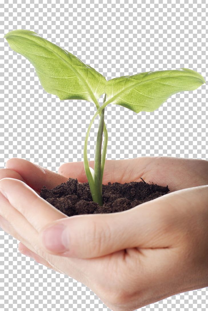Seedling Stock.xchng PNG, Clipart, Care, Finger, Flowerpot, Food Drinks, Germination Free PNG Download