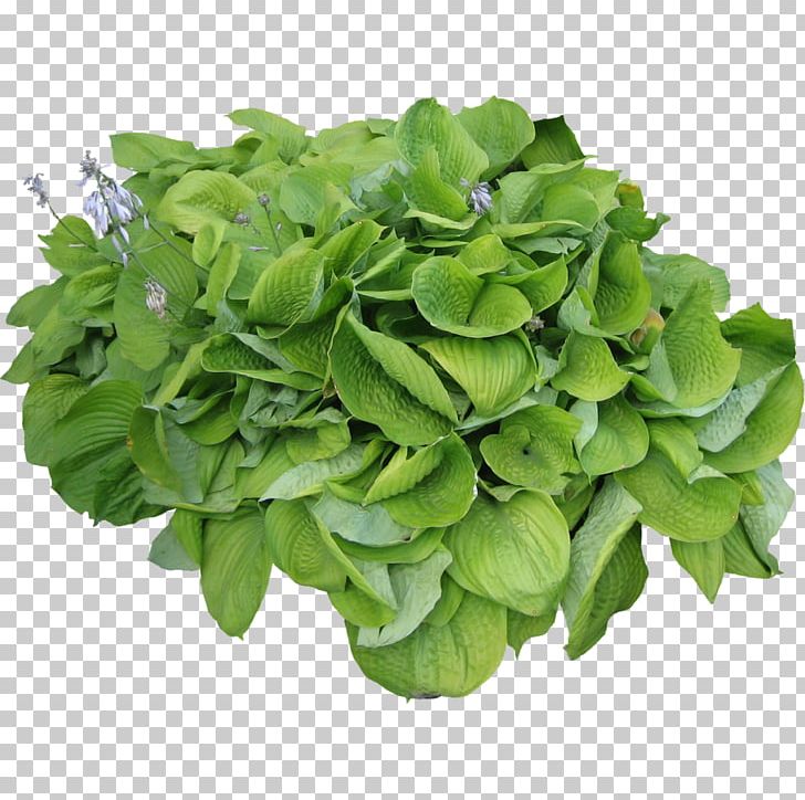 Shrub Tree Plant PNG, Clipart, Agave, Basil, Bushes, Flower, Garden Free PNG Download