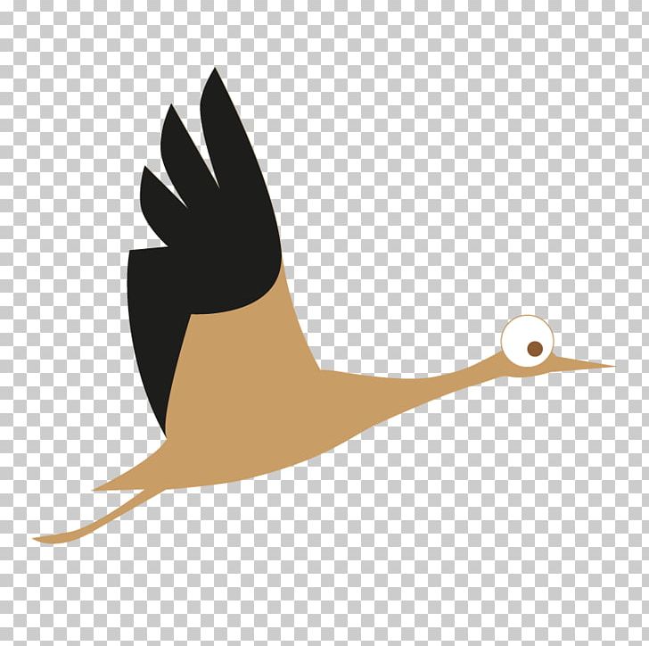 Water Bird Goose Cygnini Duck PNG, Clipart, Adult, Beak, Bird, Child, Cygnini Free PNG Download