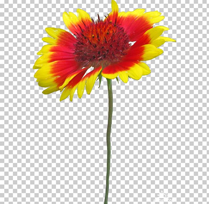 Blanket Flowers Cut Flowers Petal PNG, Clipart, Annual Plant, Blanket, Blanket Flowers, Cut Flowers, Daisy Family Free PNG Download