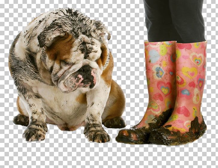 French Bulldog Dog Grooming Stock Photography Puppy PNG, Clipart, Animals, Boots, Bulldog, Can Stock Photo, Carnivoran Free PNG Download