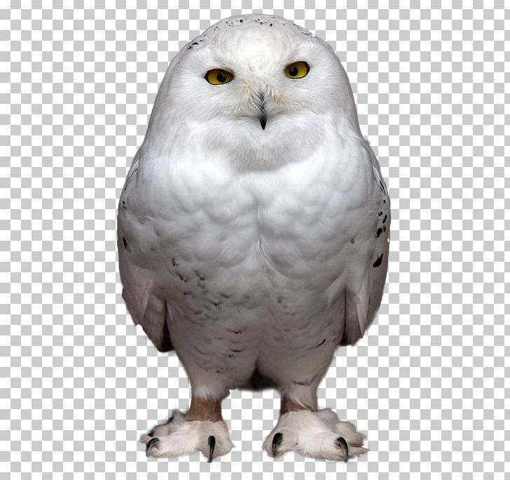 Owls PNG, Clipart, Owls Free PNG Download