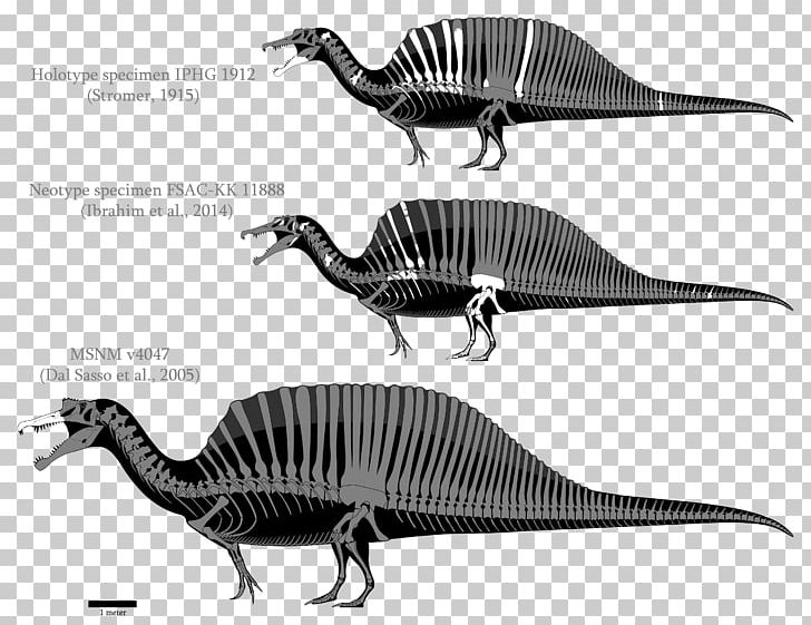 Spinosaurus Yangchuanosaurus Tyrannosaurus Velociraptor Giganotosaurus PNG, Clipart, Allosaurus, Bahariasaurus, Beak, Black And White, Deviantart Free PNG Download