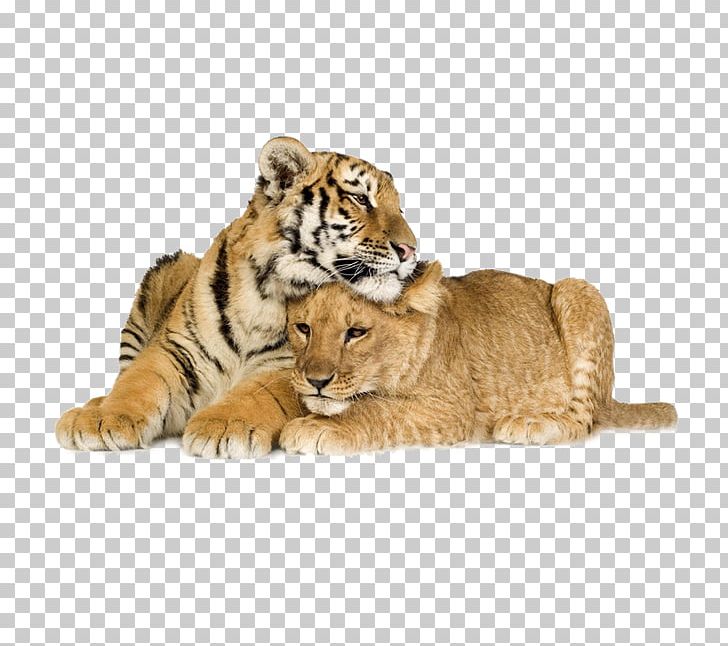 White Tiger White Lion Liger PNG, Clipart, Animal, Animals, Big Cats, Carnivoran, Cat Like Mammal Free PNG Download
