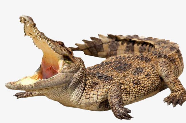 Wild Crocodile PNG, Clipart, Big, Big Mouth, Carnivore, Crocodile Clipart, Ferocious Free PNG Download