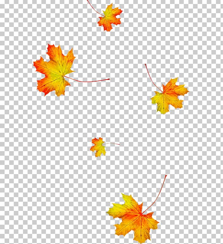 Autumn Leaves Animation Leaf Season PNG, Clipart, Abscission, Animation, Autumn, Autumn Leaves, Daytime Free PNG Download