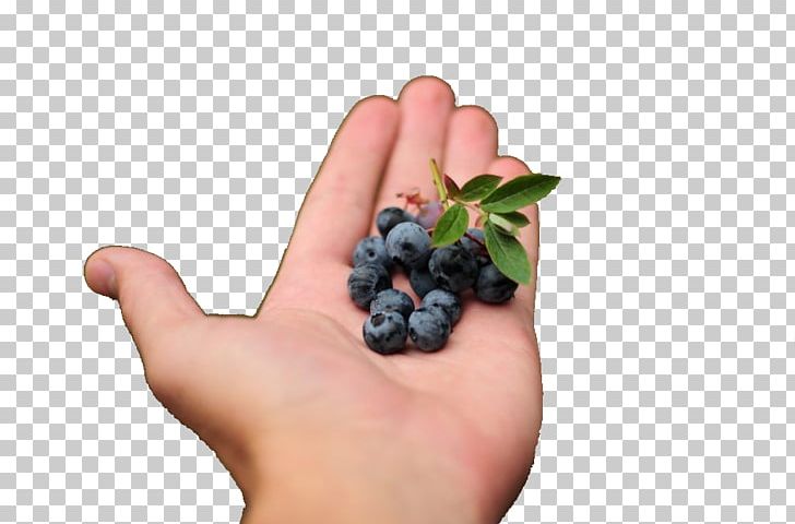 Berries Caipirinha Blueberry Cachaça Fruit PNG, Clipart, Alcoholic Beverages, Berries, Berry, Bilberry, Blueberry Free PNG Download