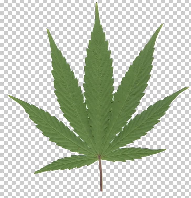 Cannabis Smoking Cannabis Sativa Hashish Medical Cannabis PNG, Clipart, Blunt, Cannabis, Cannabis Sativa, Cannabis Smoking, Drawing Free PNG Download
