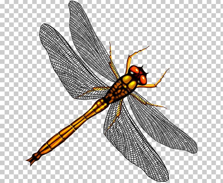 Dragonfly Mosquito Stock Insect PNG, Clipart, Arthropod, Beneficial Insects, Business, Candlestick Chart, Dragonflies And Damseflies Free PNG Download