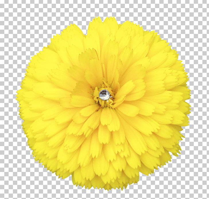 Flower Yellow Hat PNG, Clipart, Calendula, Chrysanths, Coif, Dandelion, Flower Free PNG Download