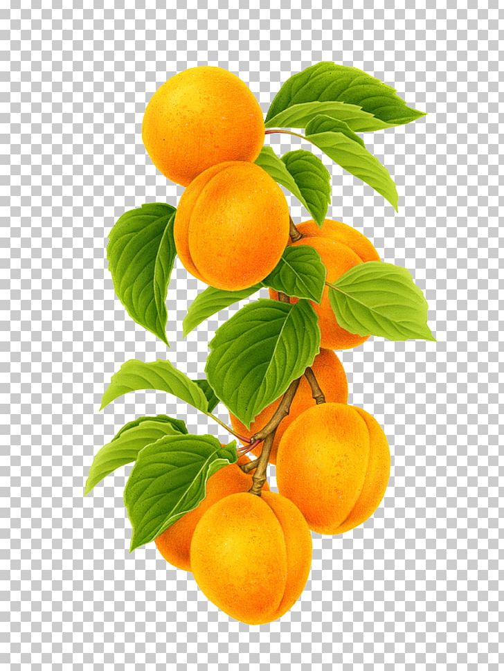 Clementine Mandarin Orange Apricot Fruit PNG, Clipart, Auglis, Bitter Orange, Blood Orange, Calamondin, Citrus Free PNG Download