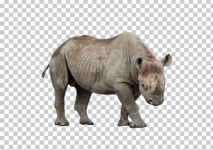 Javan Rhinoceros African Rhino Mammal Black Rhinoceros PNG, Clipart, African Rhino, Animal, Animals, Black Rhinoceros, Elephant Free PNG Download