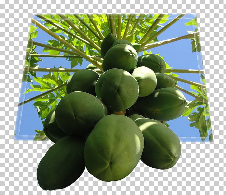 Papaya Tropical Fruit Food PNG, Clipart, Auglis, Caricaceae, Download, Food, Food Drinks Free PNG Download