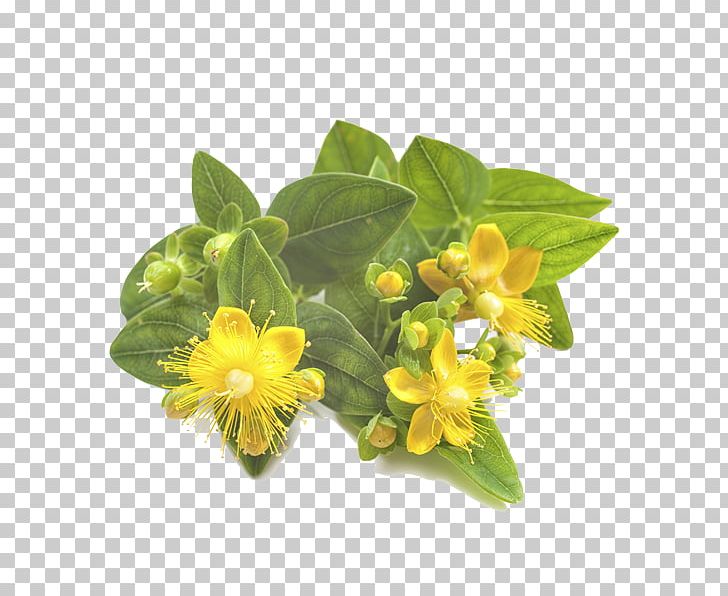 Perforate St John's-wort Herbal Distillate Stock Photography PNG, Clipart,  Free PNG Download
