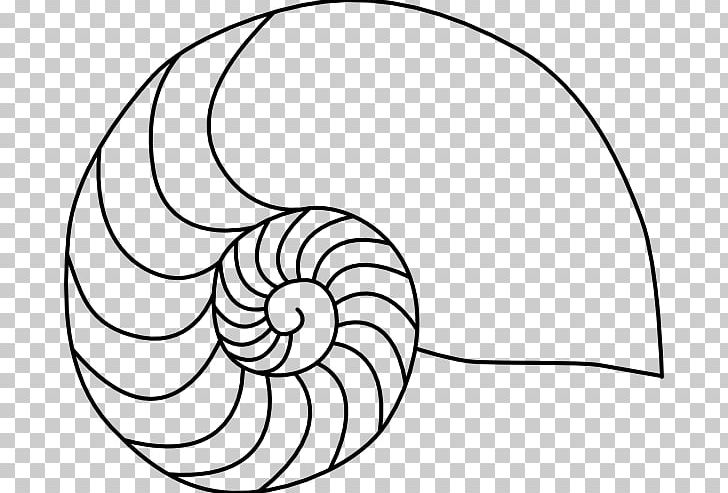Seashell Drawing Chambered Nautilus PNG, Clipart, Animals, Area, Art, Artwork, Cartoon Free PNG Download