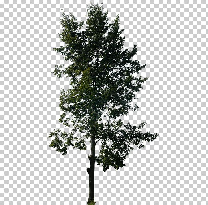 Tall On PNG, Clipart, Architect, Architecture, Art, Biome, Branch Free PNG Download