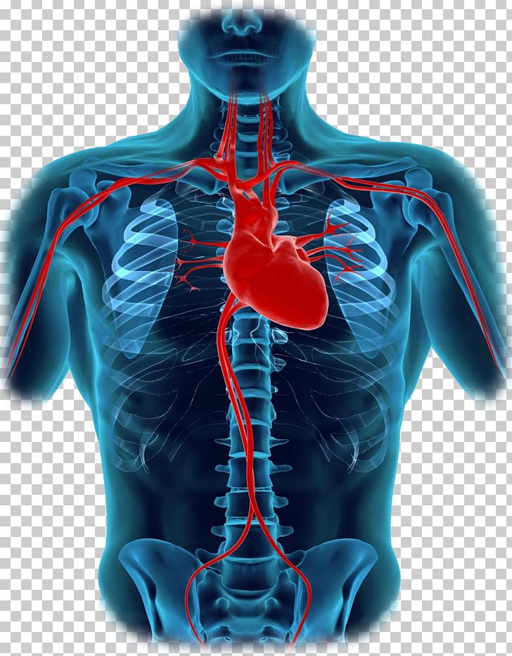 Human Body Heart Diagram Organ Anatomy PNG, Clipart, Blood Vessel, Chart, Electric Blue, Free Body Diagram, Homo Sapiens Free PNG Download