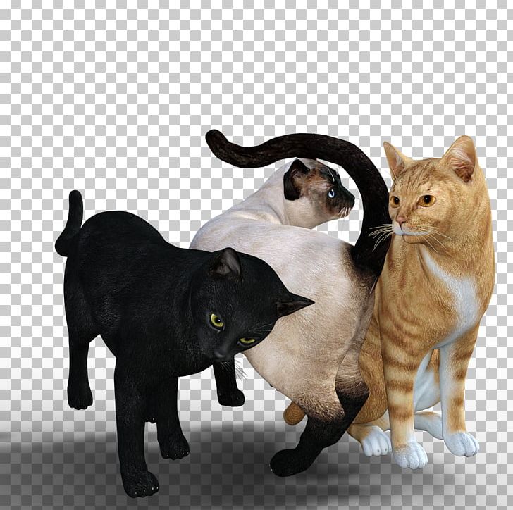 Manx Cat Kitten Whiskers PNG, Clipart, Animal, Animals, Black Cat, Carnivoran, Cartoon Cat Free PNG Download