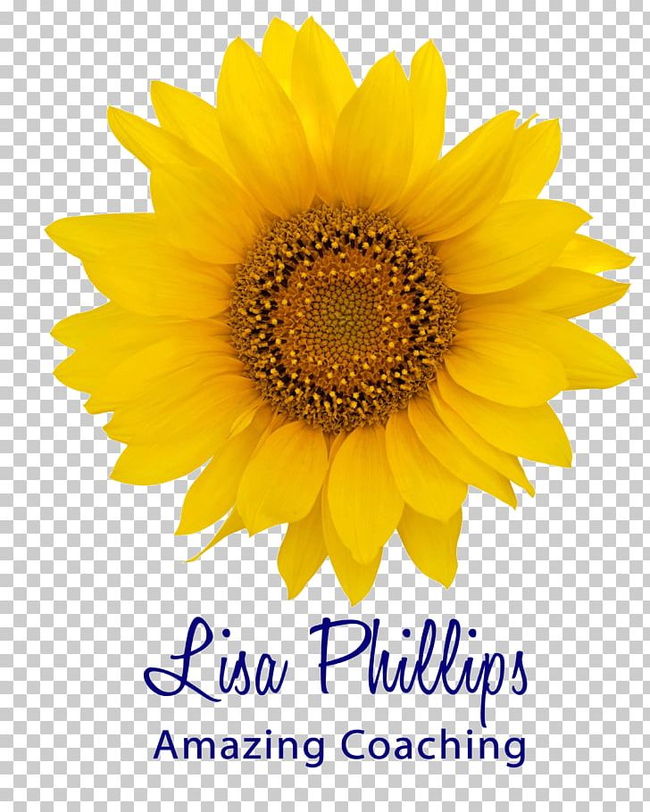 Yellow Daisy Festival Transvaal Daisy Common Daisy PNG, Clipart, Chrysanthemum, Common Daisy, Cut Flowers, Daisy Family, Desktop Wallpaper Free PNG Download