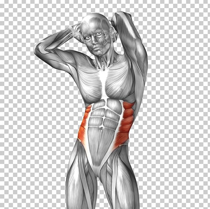 Abdominal External Oblique Muscle Abdominal Internal Oblique Muscle Rectus Abdominis Muscle Anatomy PNG, Clipart, Abdomen, Arm, Body, Bodybuilder, Body Parts Free PNG Download