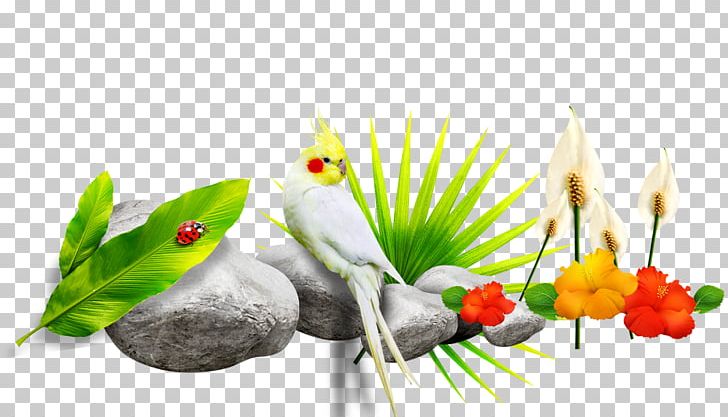 Parrot PNG, Clipart, Animals, Color, Computer Wallpaper, Encapsulated Postscript, Flora Free PNG Download
