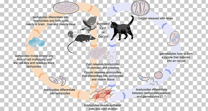 Toxoplasma Gondii Host Toxoplasmosis Biological Life Cycle Felidae PNG, Clipart,  Free PNG Download