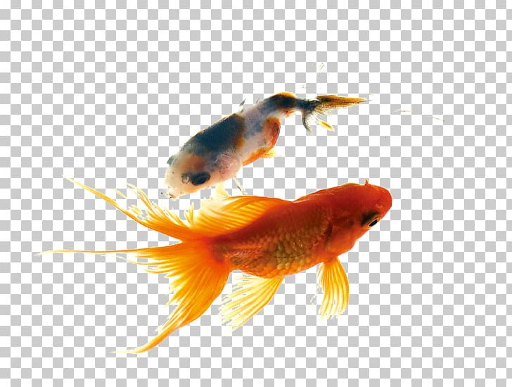 Angelfish Carassius Auratus Common Carp Aquarium PNG, Clipart, Animals, Aquarium Fish, Aquarium Fish Feeder, Bony Fish, Chinese Free PNG Download