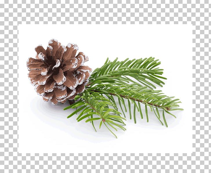 Fir Pine Tree Branch Conifer Cone PNG, Clipart, Branch, Christmas Ornament, Conifer, Conifer Cone, Fir Free PNG Download