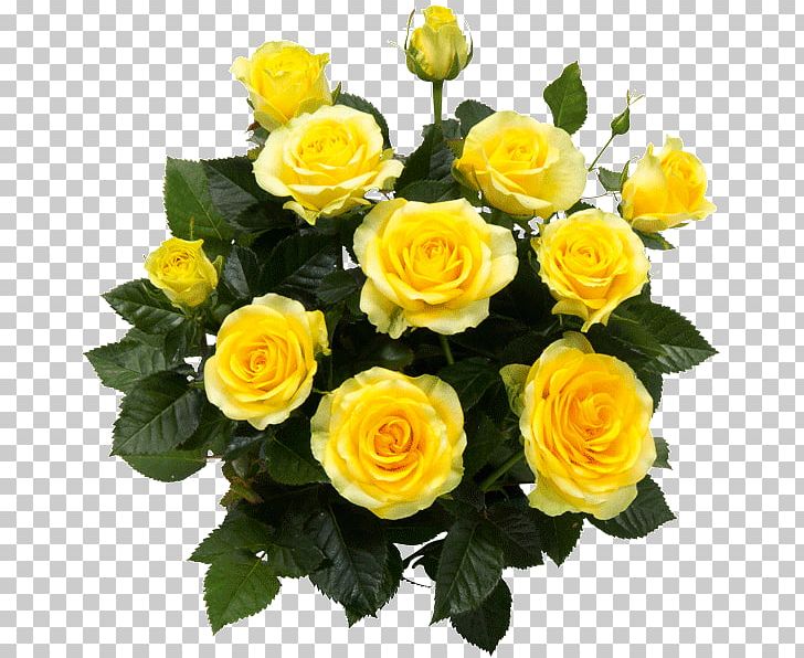Garden Roses Floribunda Rosa 'Sunsprite' Rosa Chinensis PNG, Clipart, Amaryllis, Austrian Briar, Cut Flowers, Floral Design, Floribunda Free PNG Download