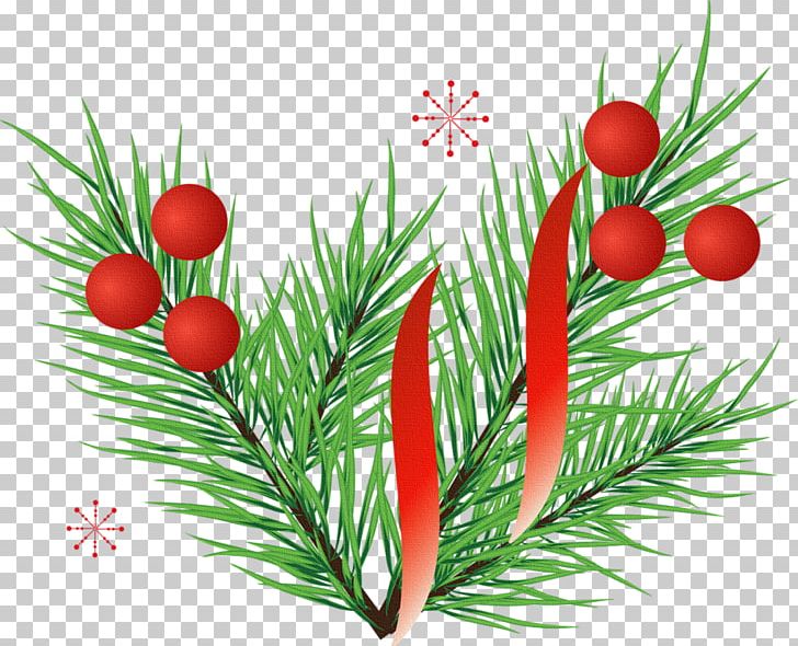 Santa Claus Christmas Ornament Christmas Decoration Christmas Day Fir PNG, Clipart, Branch, Christmas, Christmas Day, Christmas Decoration, Christmas Stockings Free PNG Download