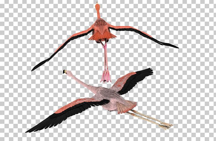 Bird White Stork Flamingo Flight PNG, Clipart, 3d Modeling, Animals, Beak, Bird, D 3 Free PNG Download
