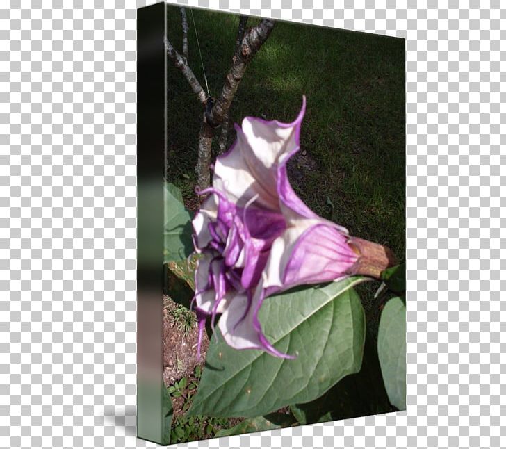 Daturas Floral Design Flower Angel's Trumpets PNG, Clipart,  Free PNG Download