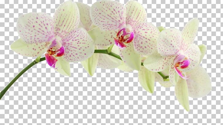 Dendrobium Orchids Flower PNG, Clipart, Boraginaceae, Bud, Clip Art, Cut Flowers, Dendrobium Free PNG Download