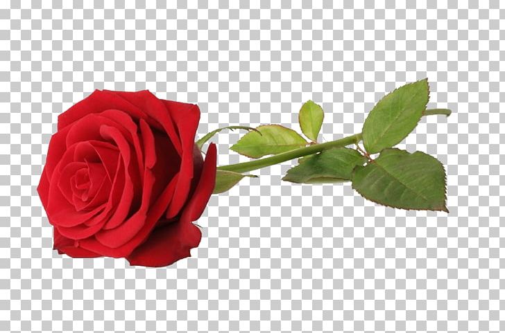 Rose Red Stock Photography Flower PNG, Clipart, Bloom, Blue, Cut Flowers, Floribunda, Flower Free PNG Download