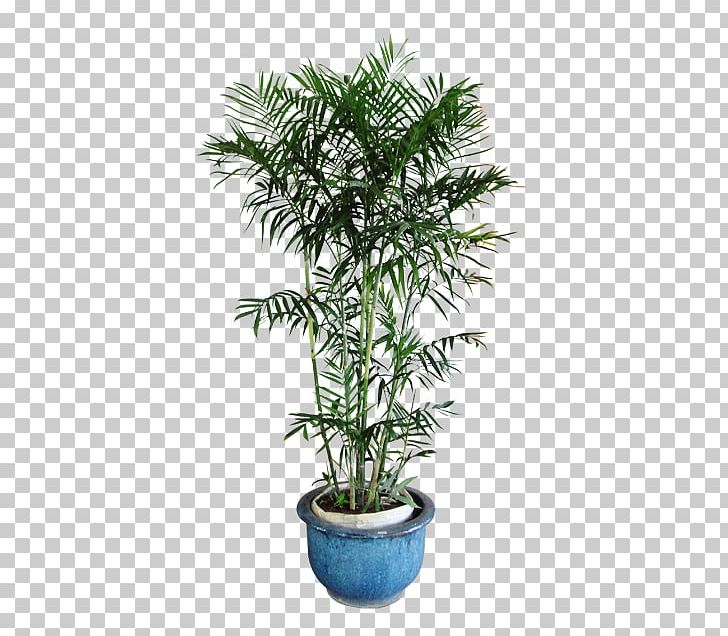 Chamaedorea Seifrizii Arecaceae Areca Palm Houseplant PNG, Clipart, 12 Y, Air, Arecaceae, Arecales, Areca Palm Free PNG Download