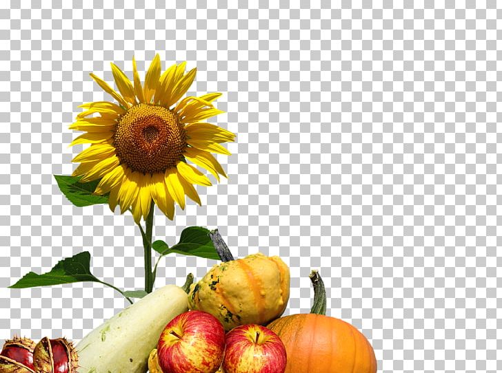 Common Sunflower Autumn Floral Design PNG, Clipart, Comm, Common Sunflower, Cut Flowers, Dahlia, Daisy Family Free PNG Download
