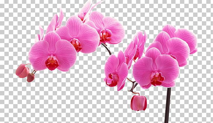 Flower Bouquet Moth Orchids PNG, Clipart, Accessories, Antique, Antiquity, Branch, Cartoon Character Free PNG Download