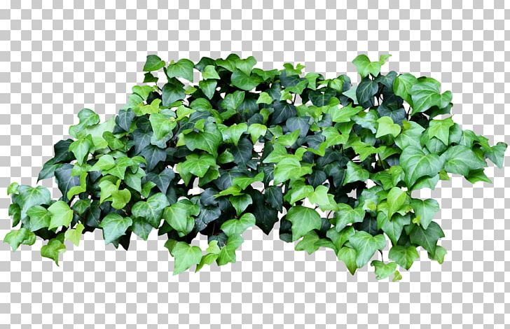 Groundcover Lawn Tree Annual Plant Leaf PNG, Clipart, Annual Plant, Grass, Groundcover, Ivy, Ivy Family Free PNG Download