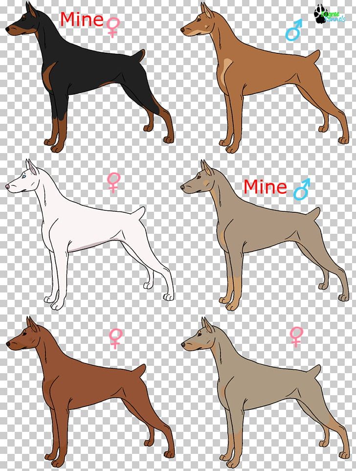 Italian Greyhound Spanish Greyhound Whippet Azawakh PNG, Clipart, 08626, Animal Sports, Azawakh, Breed, Carnivoran Free PNG Download