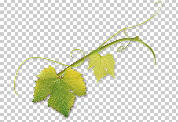 Leaf Grape Leaves Pinot Noir Tendril Vine PNG, Clipart, Bud, Common Grape Vine, Fruit, Grape, Grape Leaves Free PNG Download