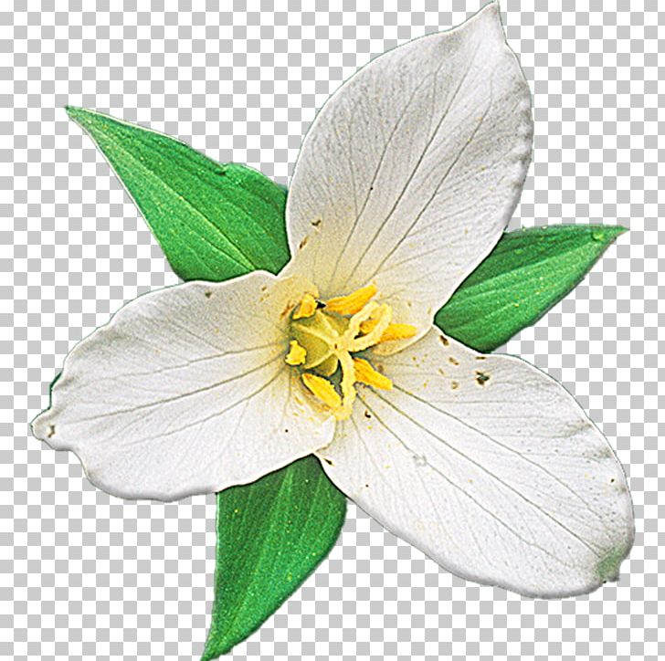 Wildflower Plant PNG, Clipart, Alstroemeriaceae, Android, Evening Primrose, Field Guide, Flora Free PNG Download
