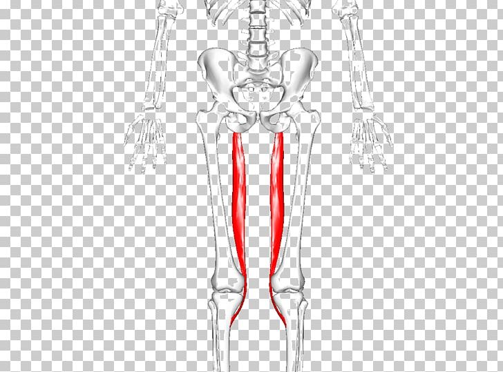 Adductor Longus Muscle Adductor Magnus Muscle Adductor Muscles Of The Hip Adductor Brevis Muscle Adductor Hiatus PNG, Clipart, Abdomen, Arm, Biceps Femoris Muscle, Blood Vessel, Bone Free PNG Download