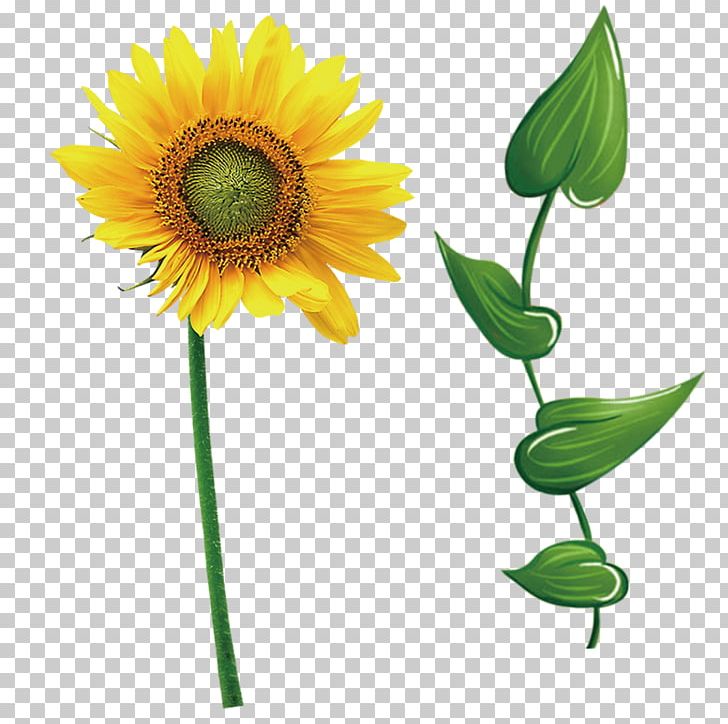Common Sunflower Leaf Icon PNG, Clipart, Cartoon, Cut Flowers, Daisy, Daisy Family, Download Free PNG Download